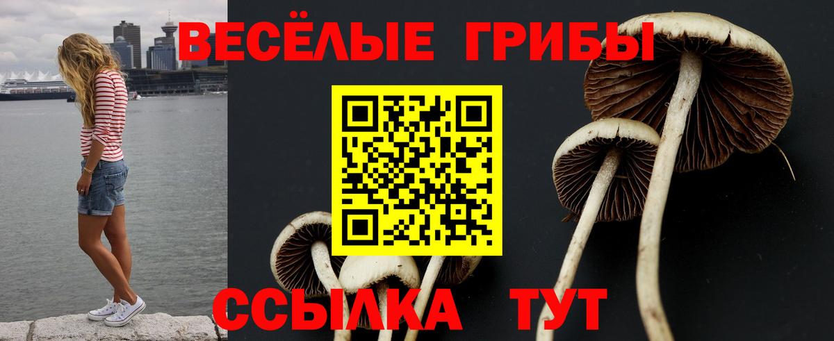 Галлюциногенные грибы Psilocybe Владикавказ